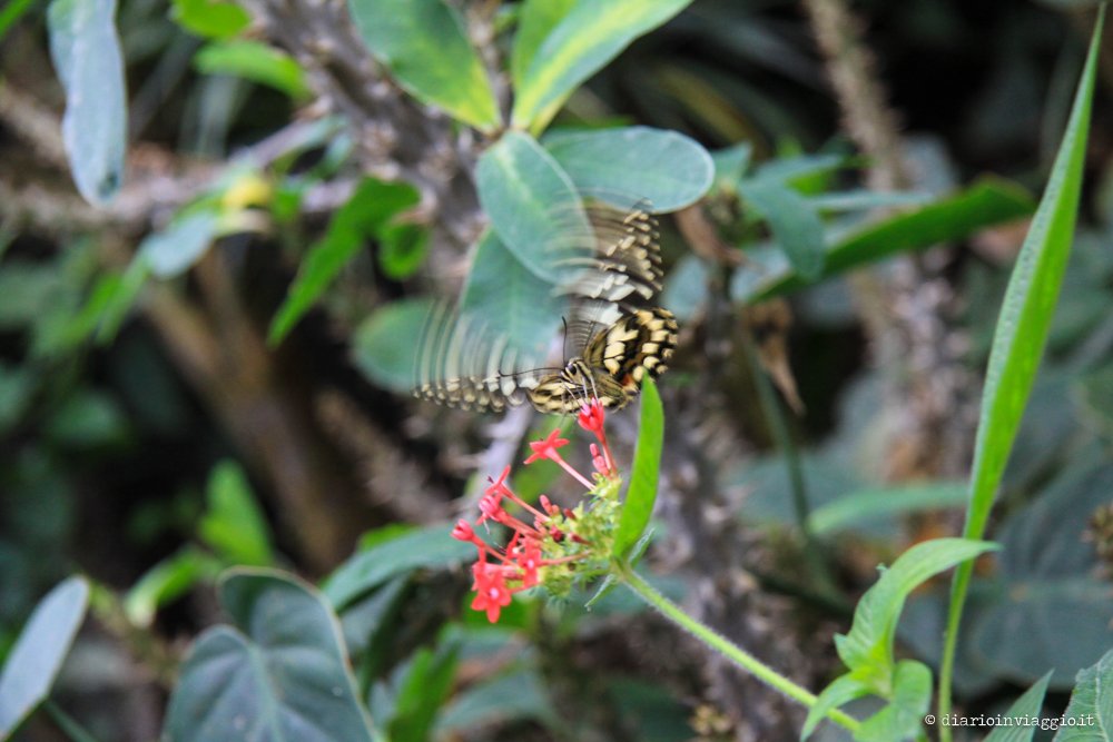 farfalle bordano
