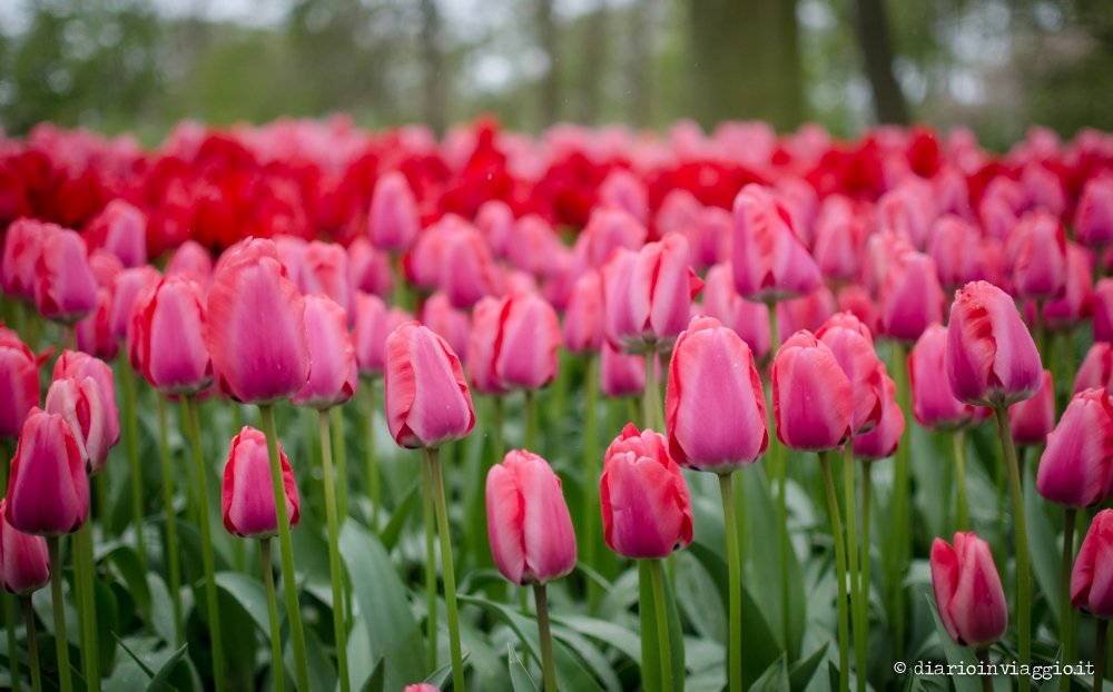 Keukenhof Amsterdam