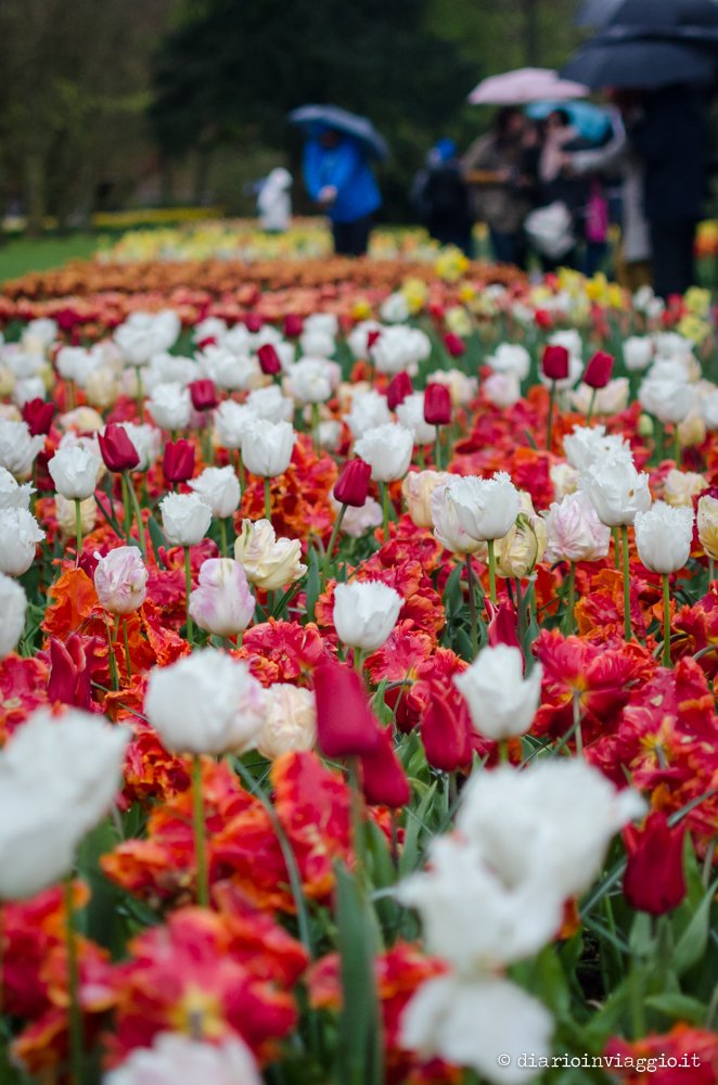parco Keukenhof Olanda