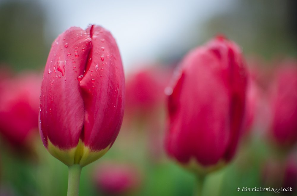 parco Keukenhof Olanda