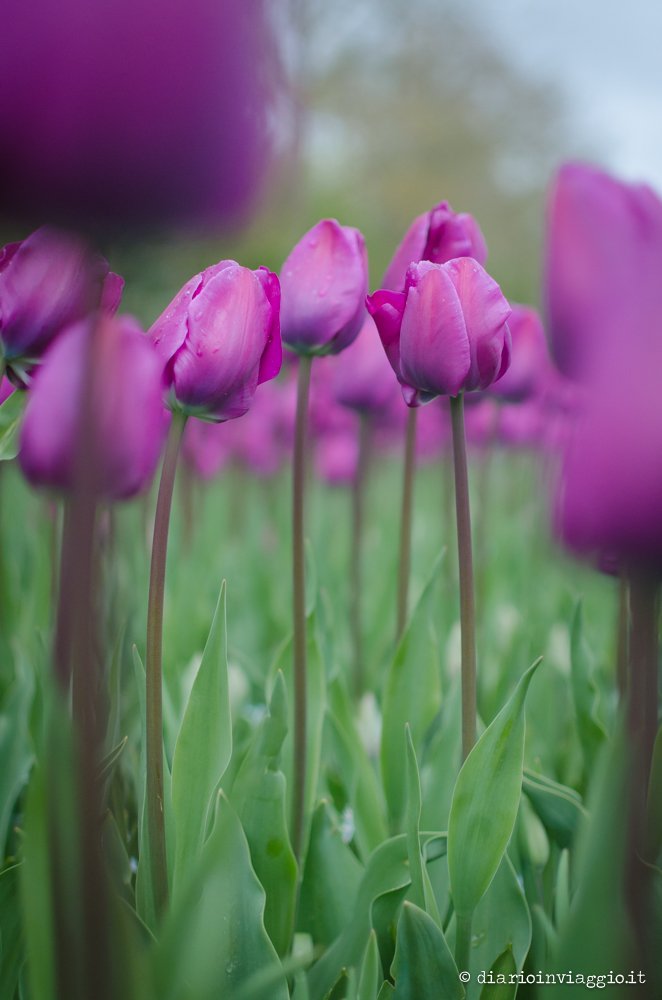 parco Keukenhof Olanda
