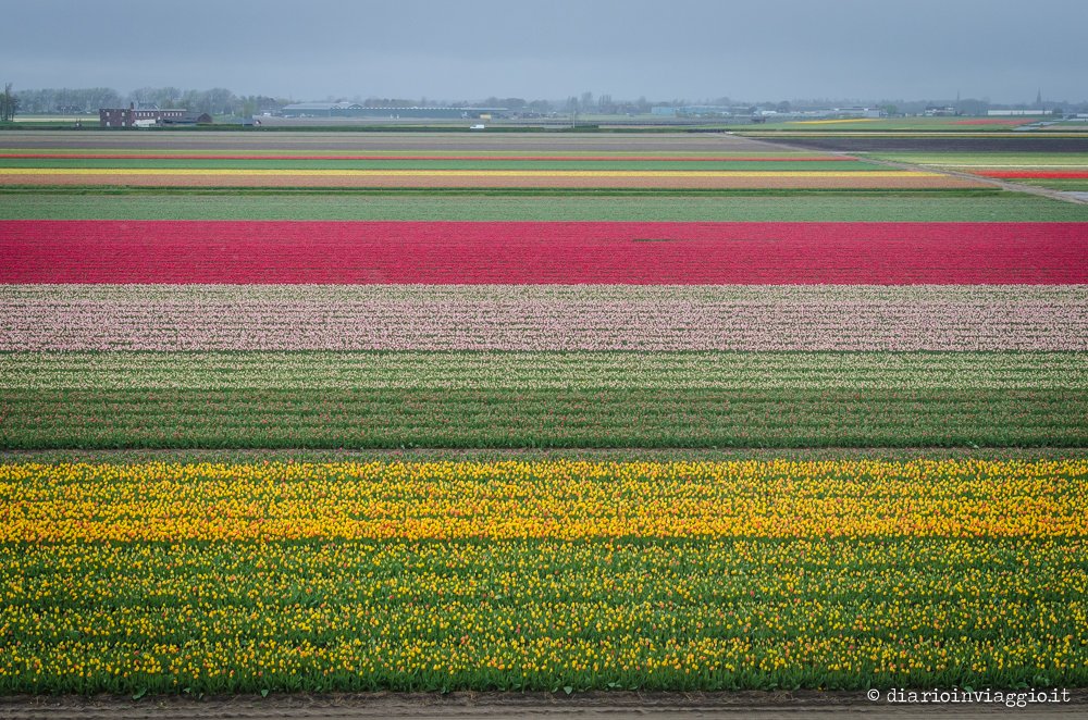 parco Keukenhof Olanda