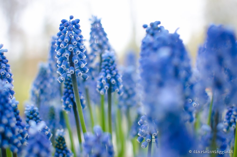 parco Keukenhof Olanda