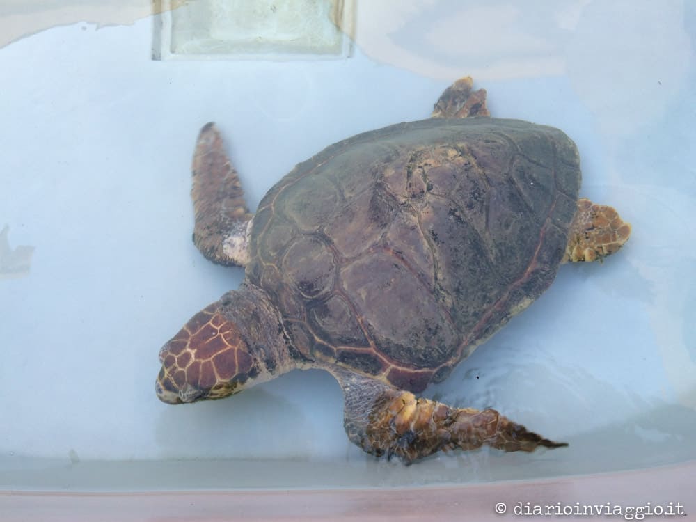 centro recupero tartarughe marine lampedusa