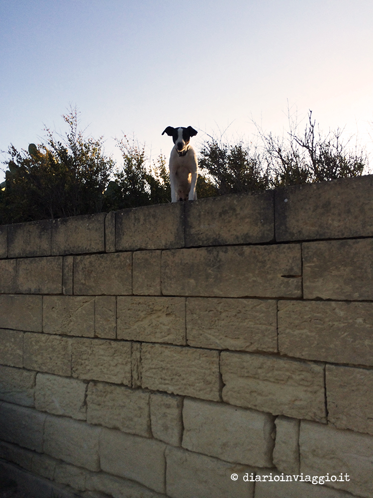 Un cane osserva dal muretto di una casa