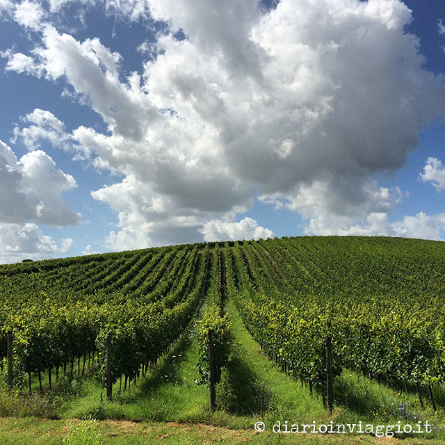 Vigne Montefalco