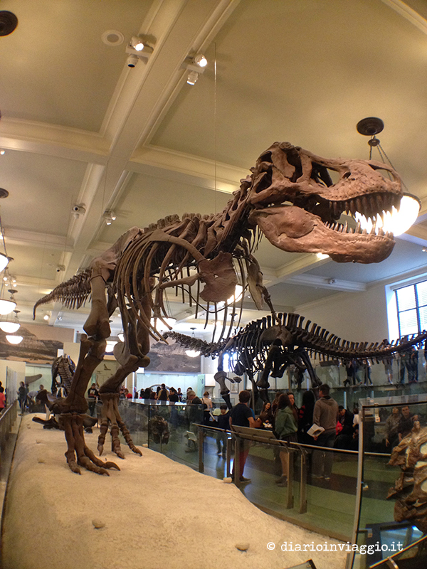 Museo di Storia Naturale New York