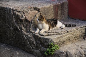 I gatti di Istanbul in 10 scatti gatti istanbul