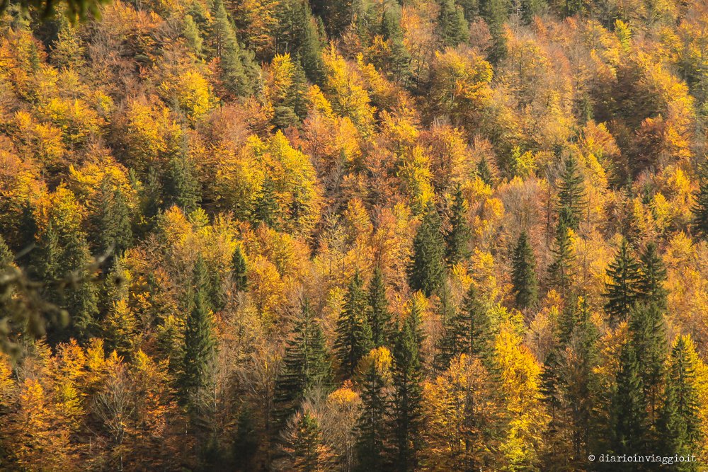 Fotografare fusine in autunno