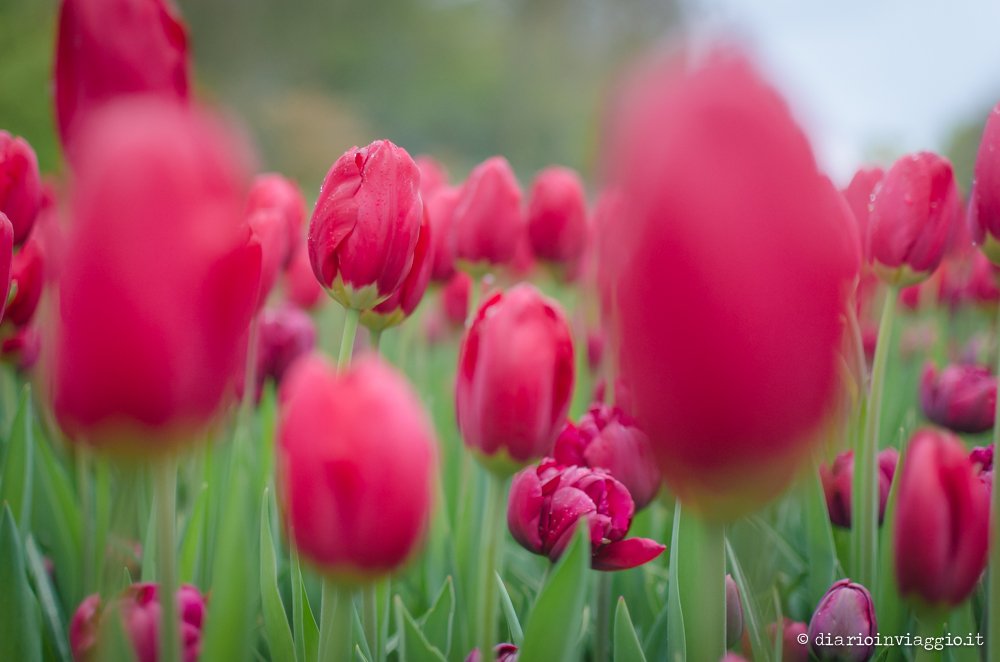 parco Keukenhof Olanda