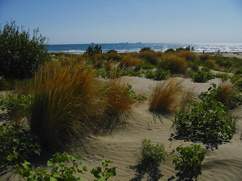 Dune alberoni Venezia