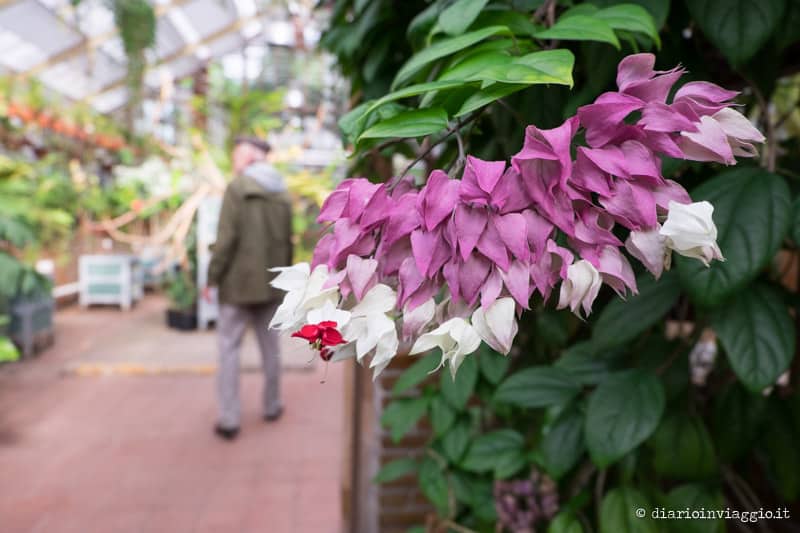 hortus botanicus leiden