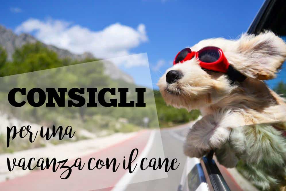 consigli vacanza con il cane