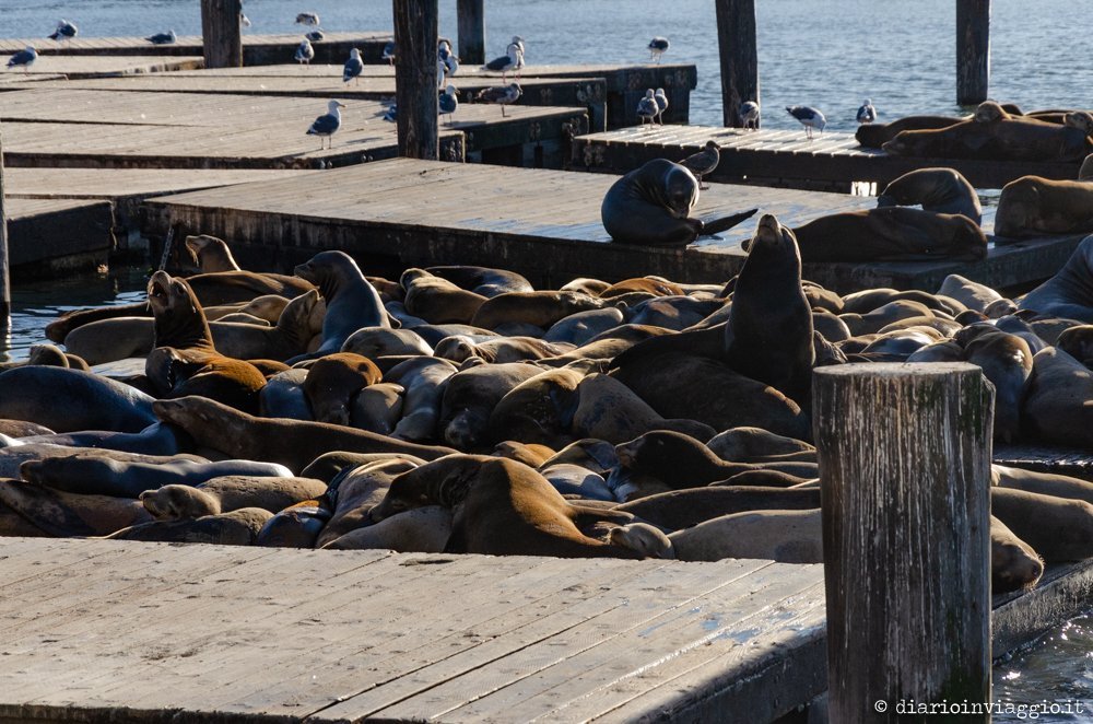 Fishermen's Wharf - San Francisco