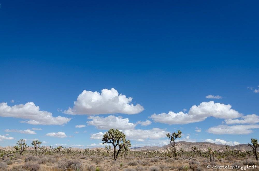 Joshua Tree National Park - USA