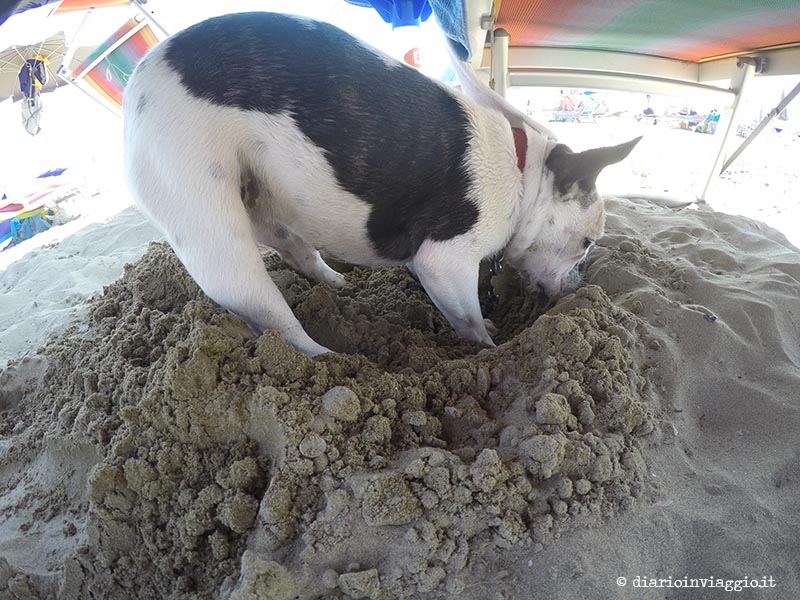 Lola scava in spiaggia a Caorle