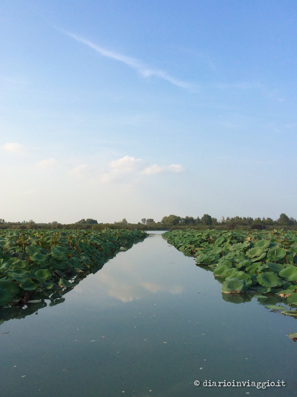 Navigando tra i fiori di loto